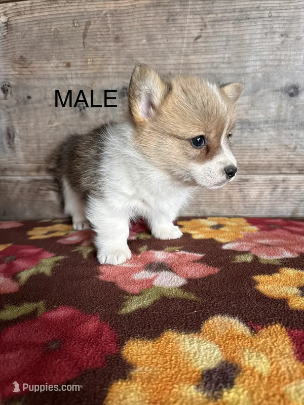 Male – Pembroke Welsh Corgi puppy for sale in Vermontville, MI