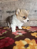 Male, a male Pembroke Welsh Corgi for sale in Vermontville, MI – 1 of 4
