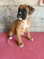 Female , a female Boxer for sale in Vermontville, MI – 4 of 6