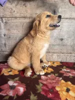 Male, a male Golden Retriever for sale in Vermontville, MI – 4 of 4