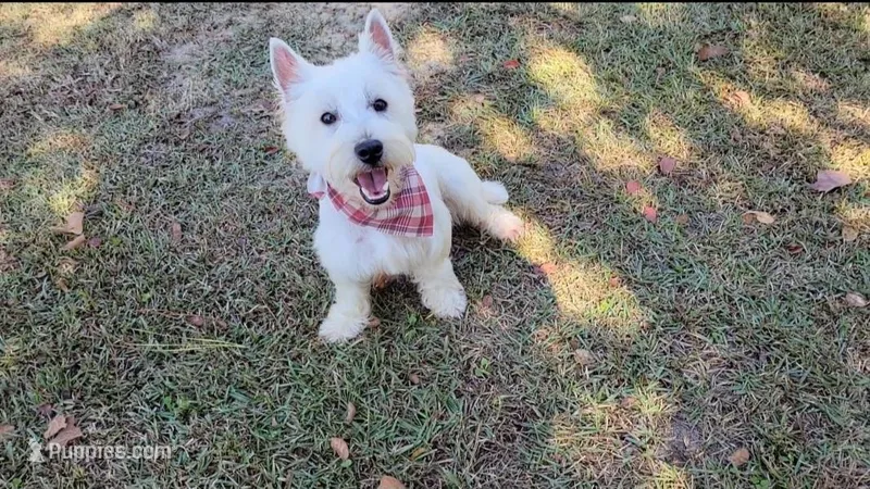 Duke, a male West Highland White Terrier for sale in Rincon, GA – Photo 1 of 3