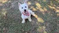 Duke, a male West Highland White Terrier for sale in Rincon, GA – Photo 1 of 3