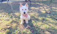 Duke, a male West Highland White Terrier for sale in Rincon, GA – Photo 2 of 3