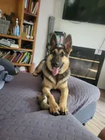 Smokey , a male German Shepherd Dog for sale in Rincon, GA – 2 of 6