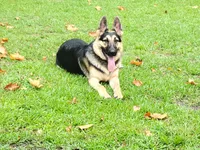 Smokey , a male German Shepherd Dog for sale in Rincon, GA – 4 of 6