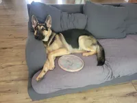 Smokey , a male German Shepherd Dog for sale in Rincon, GA – 6 of 6