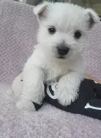 Rosie, a female West Highland White Terrier for sale in Rincon, GA – 3 of 4
