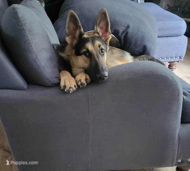 Smokey  – German Shepherd Dog puppy for sale in Rincon, GA