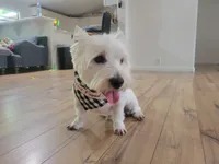 Duke, a male West Highland White Terrier for sale in Rincon, GA – 2 of 2