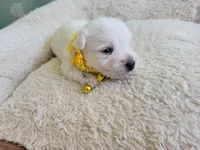 Lilly akc, a female West Highland White Terrier for sale in Rincon, GA – Photo 3 of 3