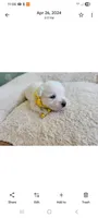 Lilly akc, a female West Highland White Terrier for sale in Rincon, GA – Photo 1 of 3