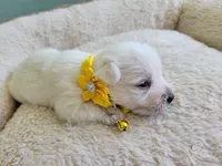 Lilly akc, a female West Highland White Terrier for sale in Rincon, GA – Photo 2 of 3