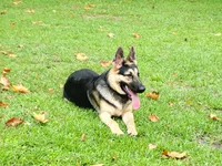 Smokey , a male German Shepherd Dog for sale in Rincon, GA – 3 of 6