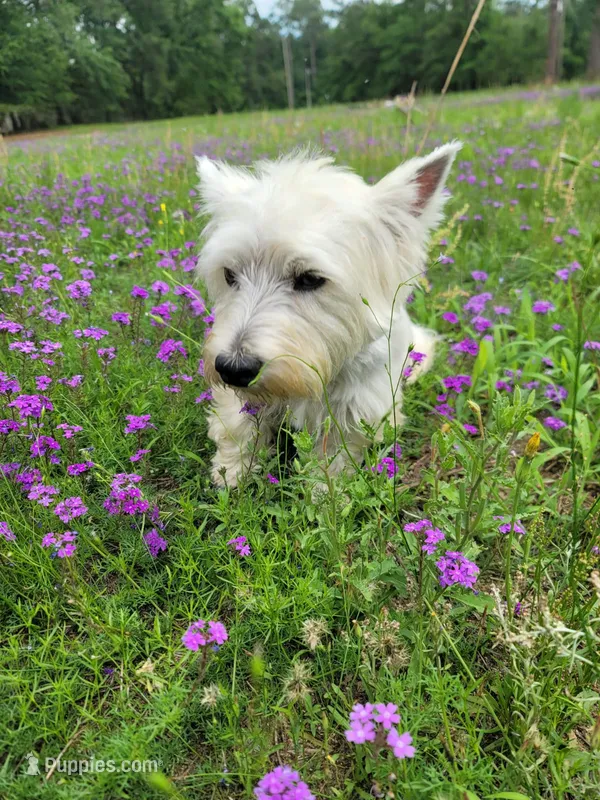 Jazz – West Highland White Terrier puppy for sale in Rincon, GA