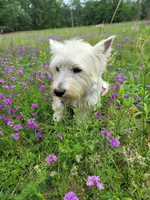 Jazz, a female West Highland White Terrier for sale in Rincon, GA – 1 of 2
