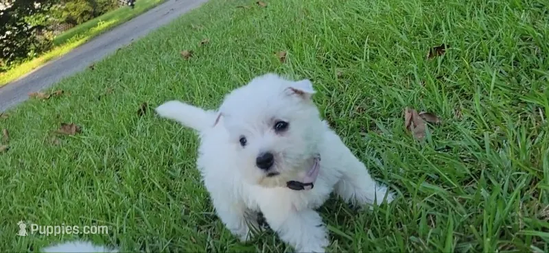 Rosie – West Highland White Terrier puppy for sale in Rincon, GA
