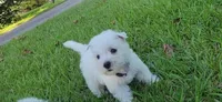 Rosie, a female West Highland White Terrier for sale in Rincon, GA – 1 of 4