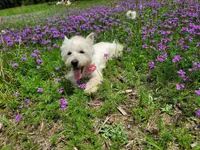 Jazz, a female West Highland White Terrier for sale in Rincon, GA – 2 of 2
