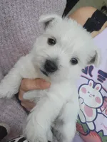 Rosie, a female West Highland White Terrier for sale in Rincon, GA – 4 of 4