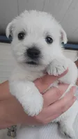 Rosie, a female West Highland White Terrier for sale in Rincon, GA – 2 of 4