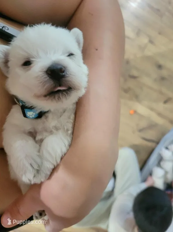 Snowy akc – West Highland White Terrier puppy for sale in Rincon, GA