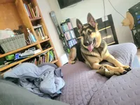 Smokey , a male German Shepherd Dog for sale in Rincon, GA – 5 of 6