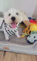 Duke, a male West Highland White Terrier for sale in Rincon, GA – 1 of 2