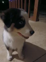 Star, a female Australian Shepherd for sale in Avon Park, FL – Photo 4 of 4