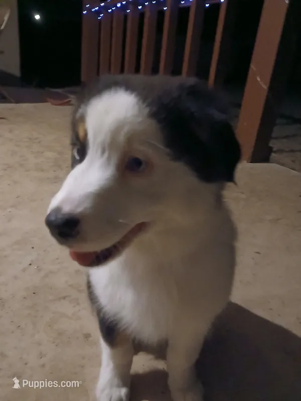 Star – Australian Shepherd puppy for sale in Avon Park, FL