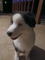 Star, a female Australian Shepherd for sale in Avon Park, FL – Photo 1 of 4