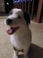 Star, a female Australian Shepherd for sale in Avon Park, FL – Photo 3 of 4