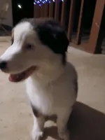 Star, a female Australian Shepherd for sale in Avon Park, FL – Photo 2 of 4