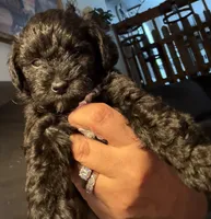 Flower, a female Schnoodle for sale in Colchester, IL – 2 of 3