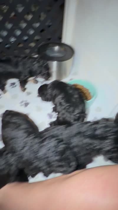 Dolly, a female Schnoodle for sale in Colchester, IL – 3 of 3