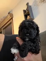 Dolly, a female Schnoodle for sale in Colchester, IL – 2 of 3