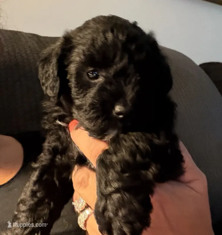Flower – Schnoodle puppy for sale in Colchester, IL