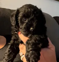 Flower, a female Schnoodle for sale in Colchester, IL – 1 of 3