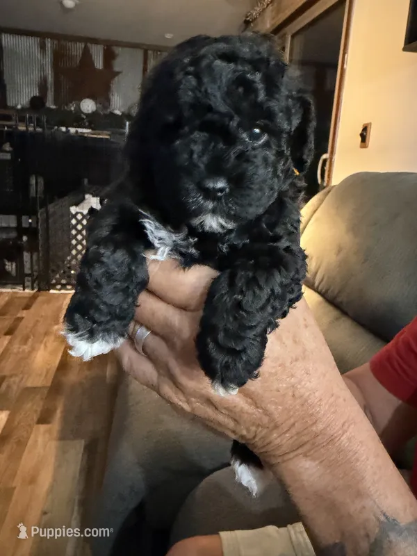 Dolly – Schnoodle puppy for sale in Colchester, IL