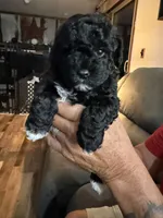 Dolly, a female Schnoodle for sale in Colchester, IL – 1 of 3