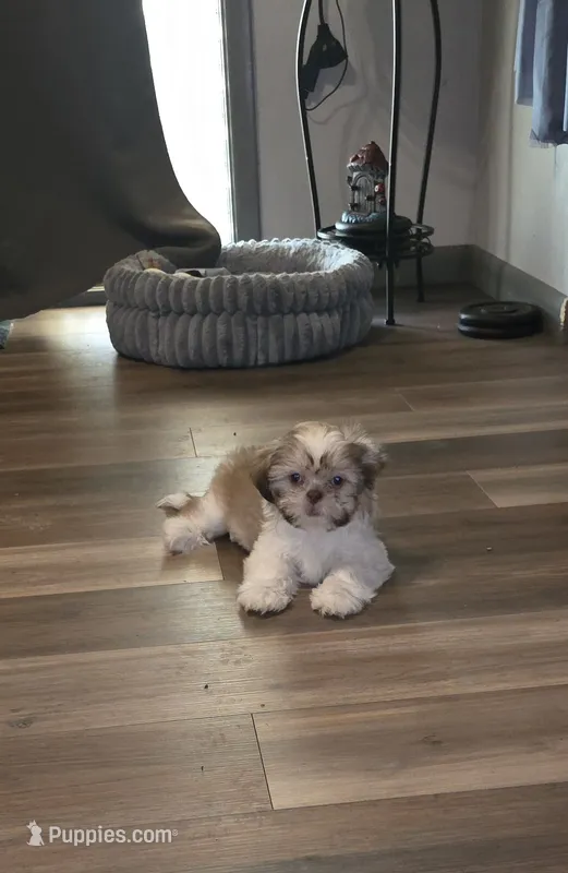 Bella – Shih Tzu puppy for sale in Littleton, CO