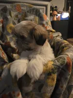 Bella, a female Shih Tzu for sale in Littleton, CO – 3 of 6