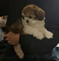 Hot Stuff, a male Shih Tzu for sale in Littleton, CO – Photo 2 of 4