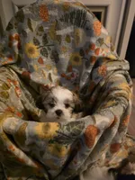 Buster, a male Shih Tzu for sale in Littleton, CO – 3 of 6
