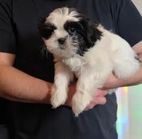 Fabio, a male Shih Tzu for sale in Littleton, CO – Photo 2 of 3