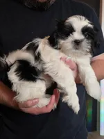 Fabio, a male Shih Tzu for sale in Littleton, CO – Photo 1 of 3