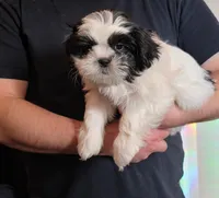 Fabio, a male Shih Tzu for sale in Littleton, CO – Photo 3 of 3