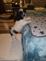 Oreo, a male Shih Tzu for sale in Littleton, CO – 5 of 6