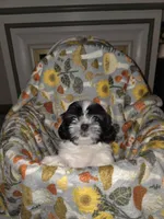Oreo, a male Shih Tzu for sale in Littleton, CO – 2 of 6