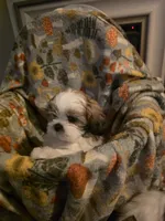 Buster, a male Shih Tzu for sale in Littleton, CO – 5 of 6