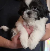 Sweet Pea, a female Shih Tzu for sale in Littleton, CO – Photo 5 of 8